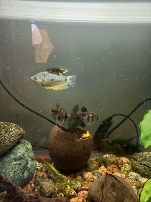 Rybki akwariowe  sprzedam