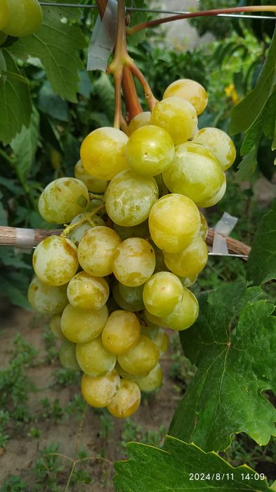 Черенки Саженцы Винограда