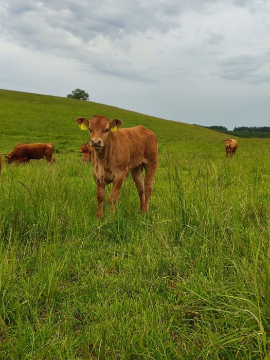 Odsadki Jałowki Limousine