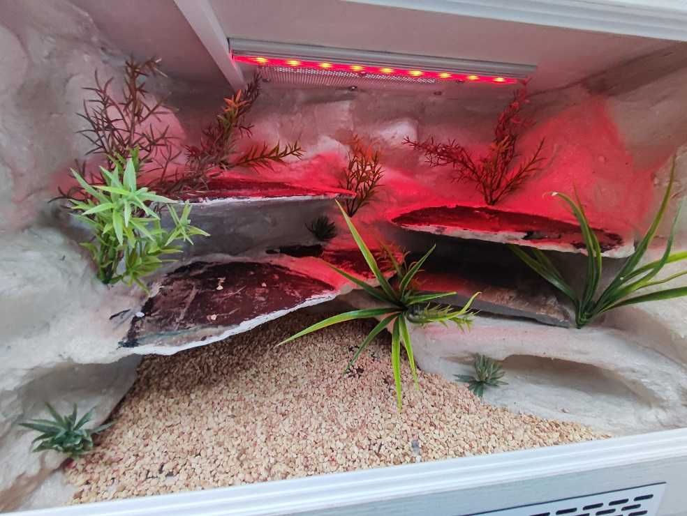 Terrarium pustynne nr618 60/40/40 dla gekona lamparciego NA ZAMÓWIENIE