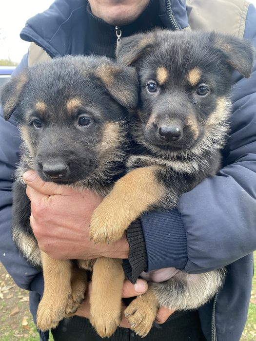 Продам щенков Немецкой авчарки