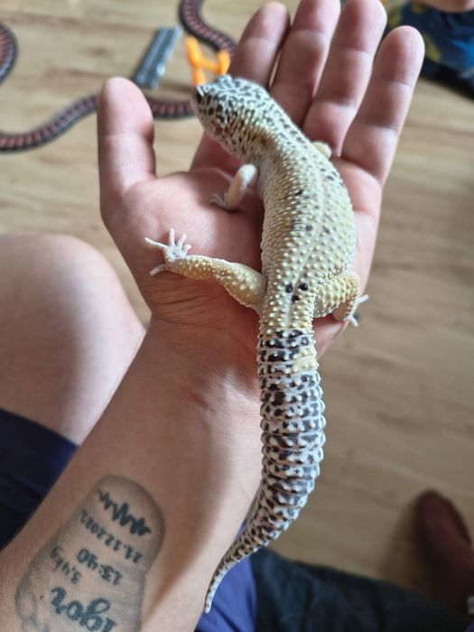 4 gekony wraz z terrariami