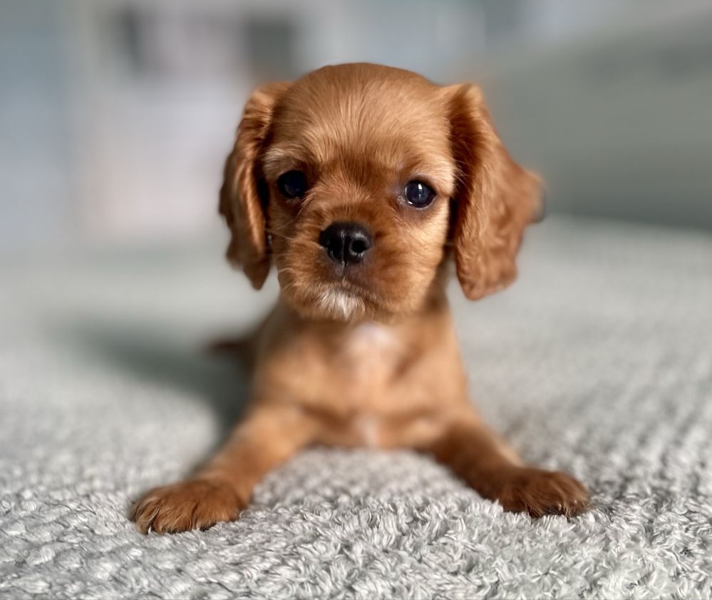 Cavalier king charles spaniel