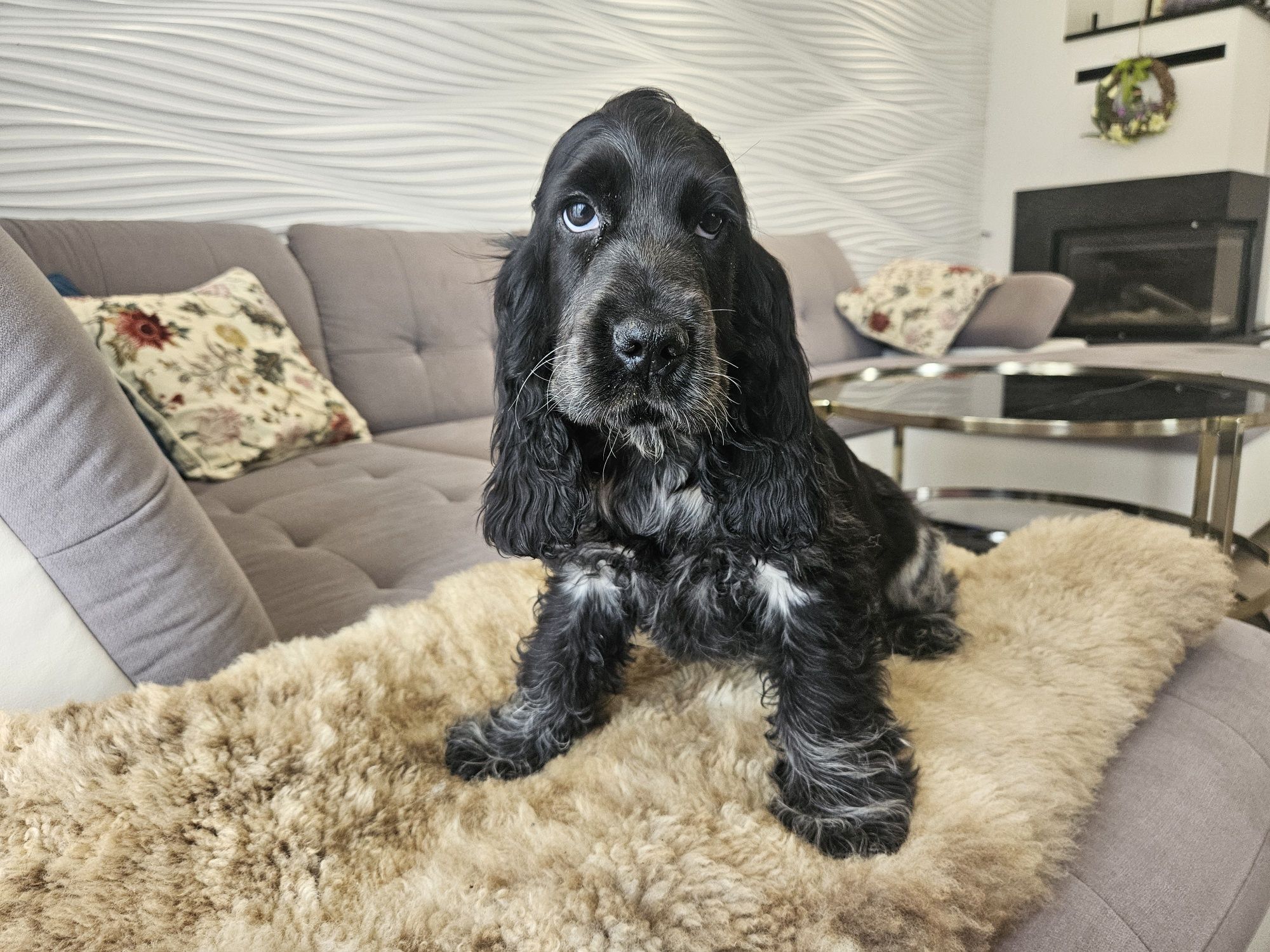 Oskar Cocker spaniel Angielski