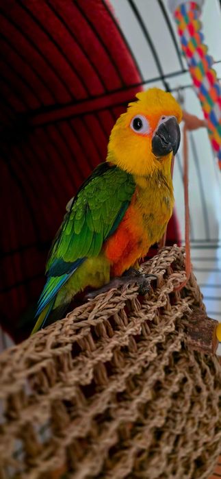 Aratinga jandaya muito meigo