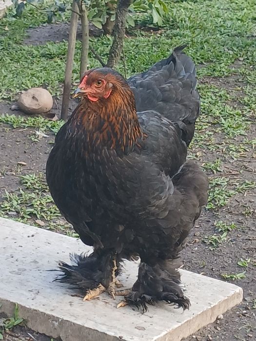 Galinhas  ,galos  brahmas
