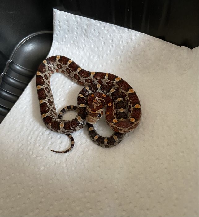 Wąż zbożowy het scaleless nie mahoniowy/lancetogłowy