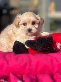 Maltipoo f1 piesek