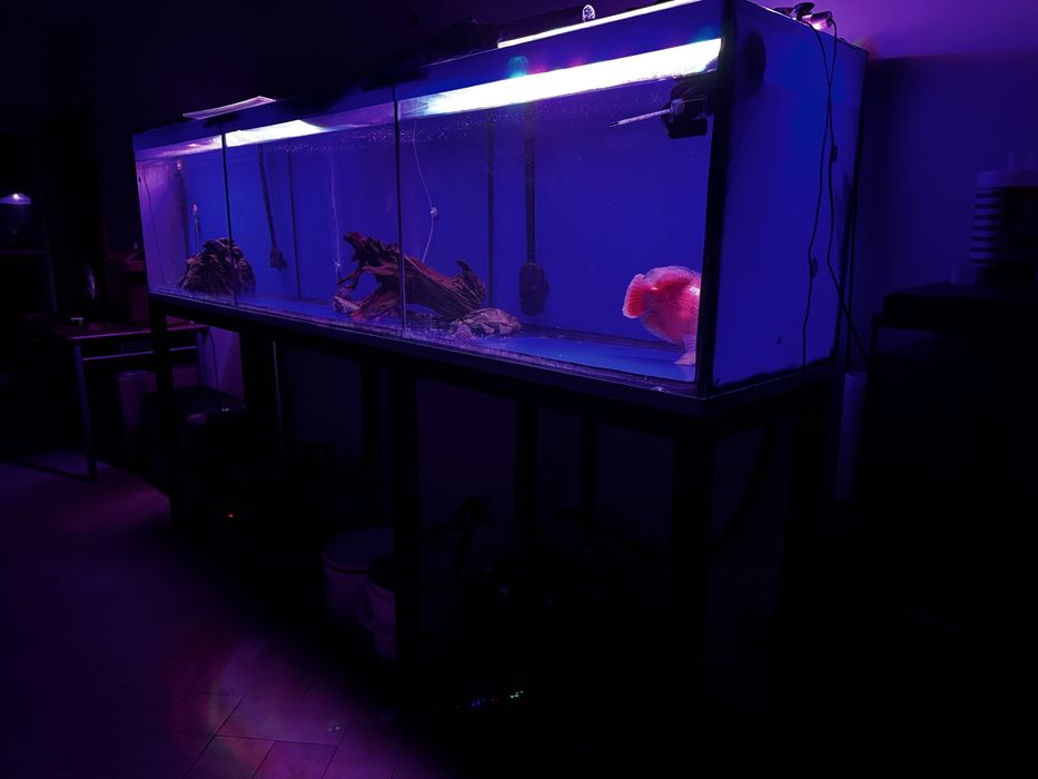 Aquario 2,60m com estrutura e filtros