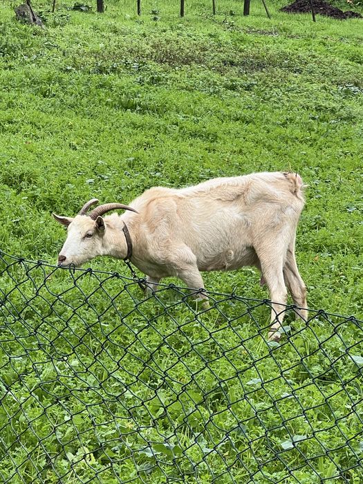 CABRA alpina  exelente linhagem