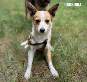 Malutka, 6 kg suczka Drobinka. 1 rok adopcja