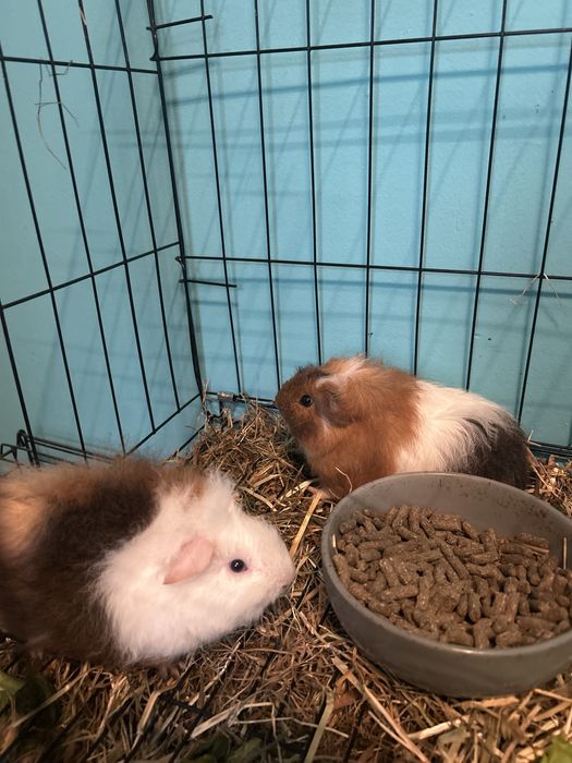 Kawia domowa swnki morskie 1