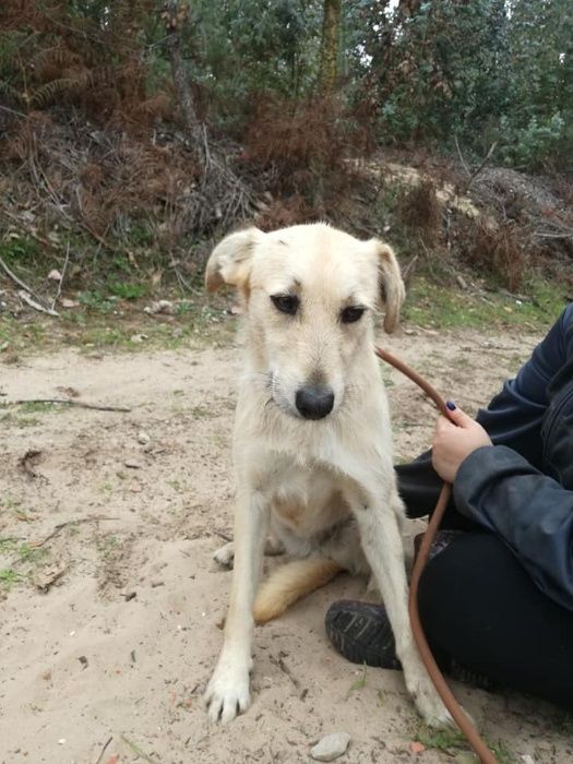 Cadela Porte Médio Para Adoção (Bonnie)