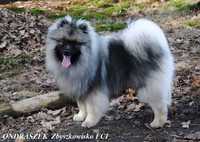 szpic wilczy keeshond - młody piesek z hodowli Zbyszkowisko (FCI)