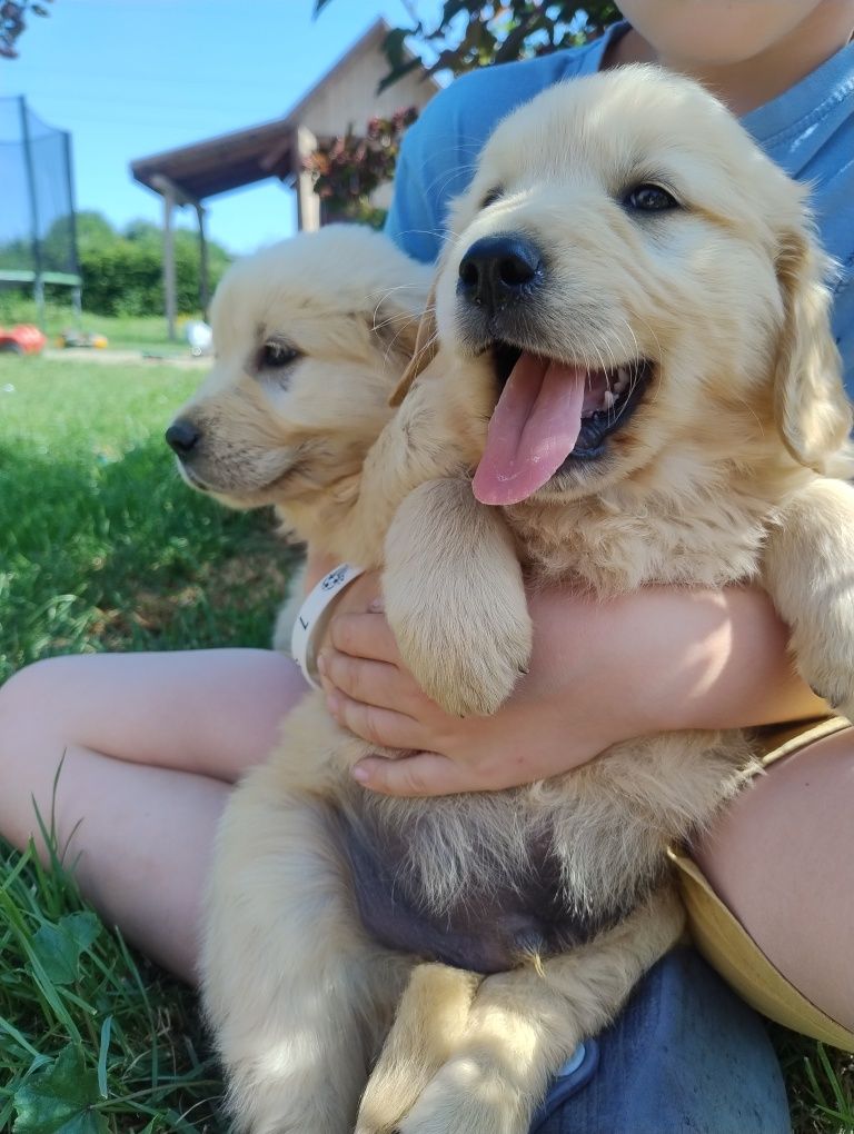Golden retriever szczenię złote do odbioru