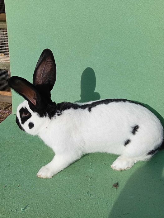 Sprzedam samczyki - Olbrzym Srokacz Niemiecki OSC