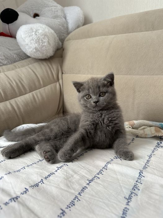 Чудесные прямоухие шотландские котята
