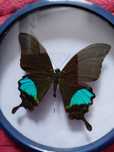 Motyl w ramce papilio euchenor