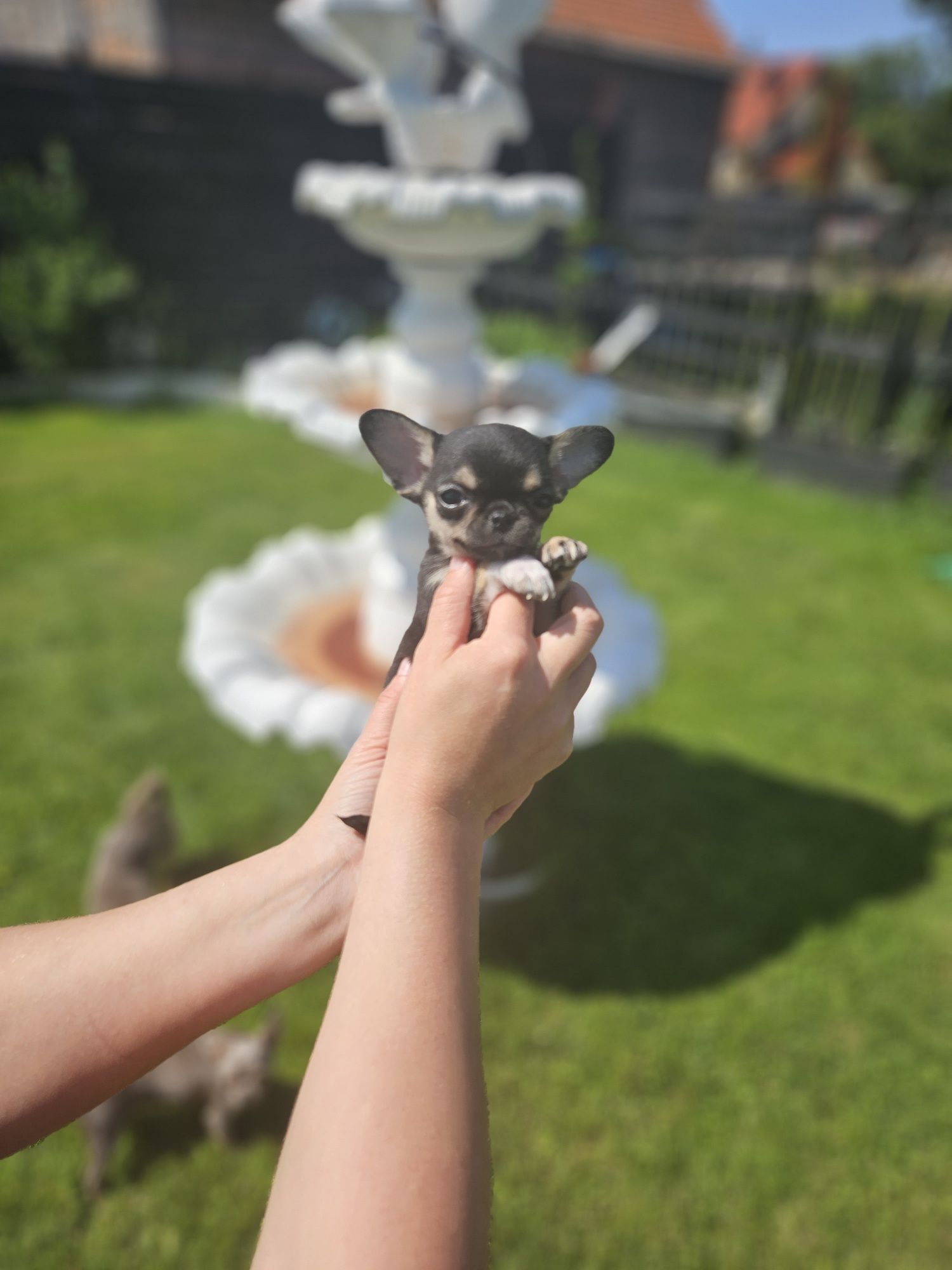 XS piesek chihuahua 12 tyg