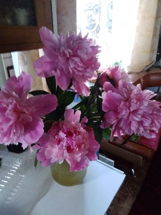 Пион, Папоротник,калина,ирисы,хоста,лилии, лаванда