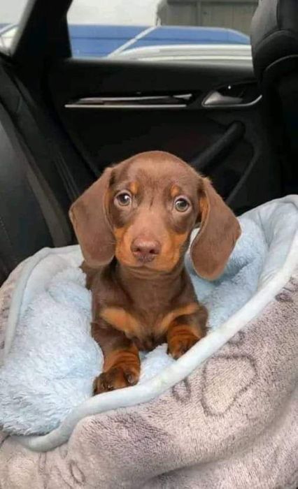 Доставка цуценят в Німеччину кожні два тижні