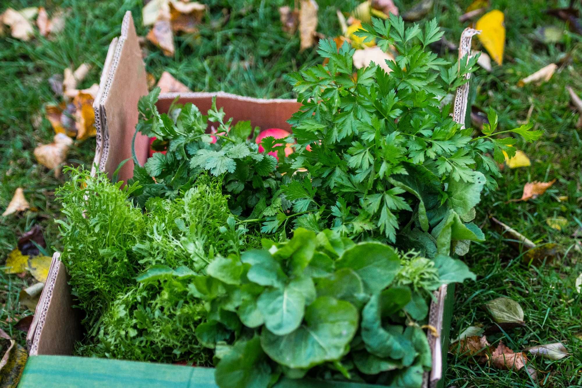 ekologiczne warzywa z certyfikatem