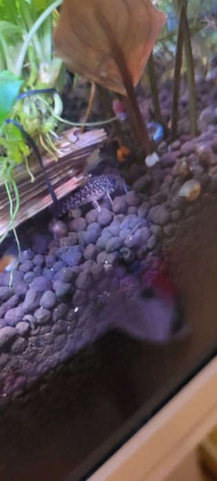 Sprzedam kiryski sterbej