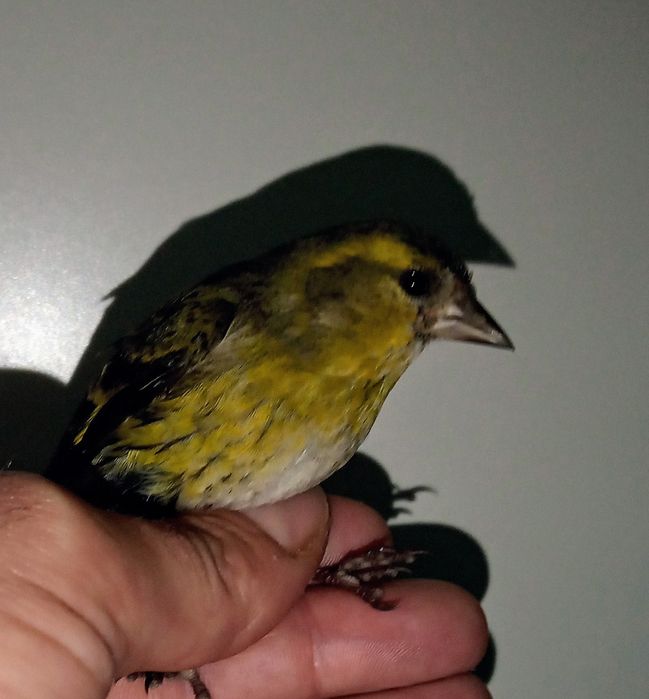 Vendo canários ou troco