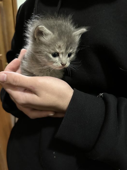 Котята от сибирской кошки