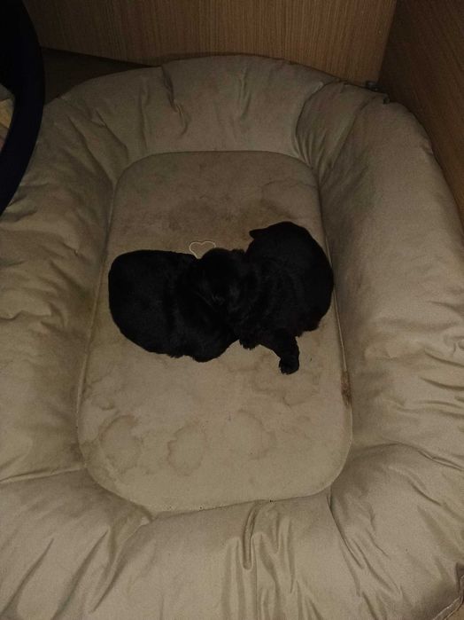 Vendo cachorro Chow chow