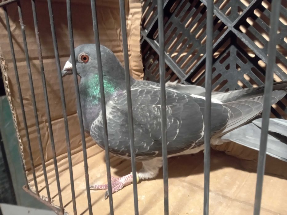 Gołębie pocztowe samice