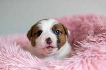 Jack  Russell Terrier-szczeniak