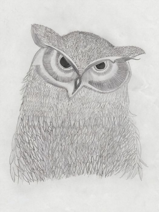 Quadro vintage de coruja desenhado à mão a lápis a preto e branco.