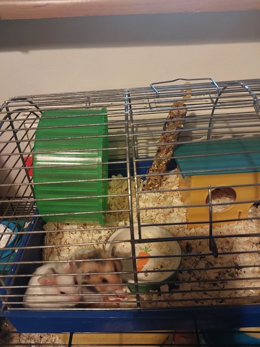 Sprzedam mlodych syryjskich chomików