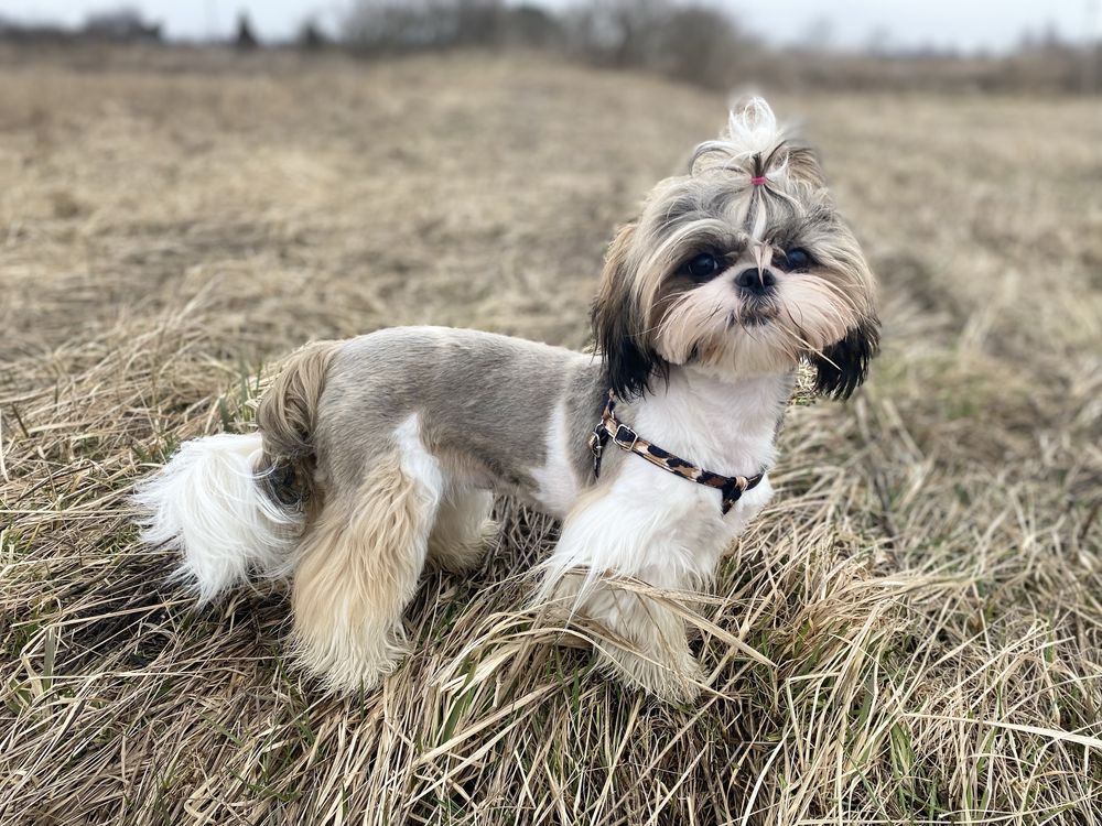 Suczka, shih-tzu, tricolor, szczeniak, shih tzu