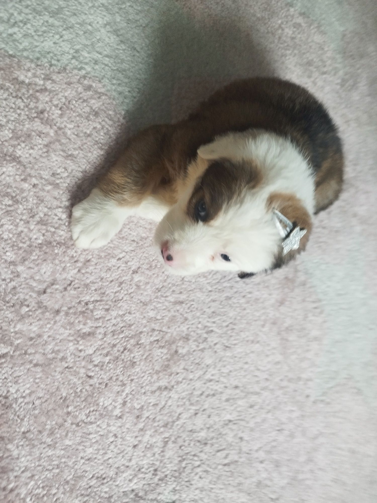 Szczeniaczki po Shih Tzu i Yorku