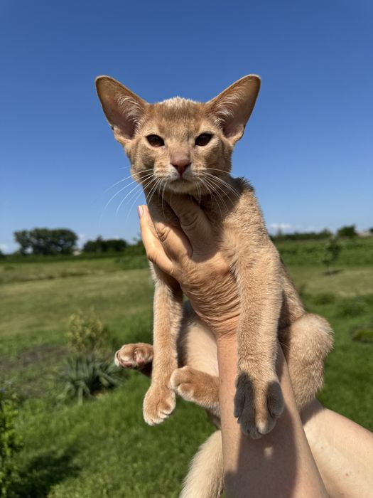 Абіссинський котик, окрасу фавн