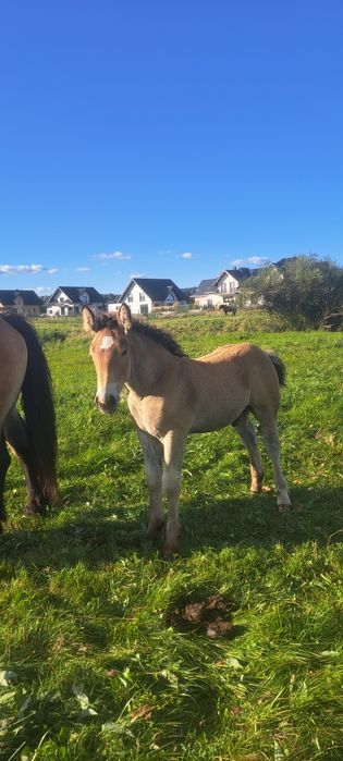 Ogierki sztumskie, odsadki ogierek sztum