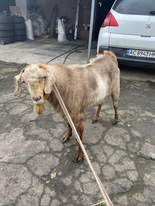 Козел англонубієць