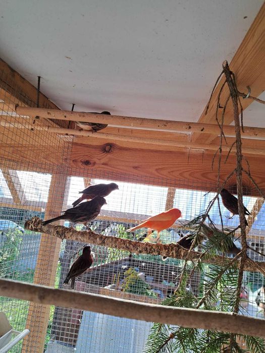 Sprzedam kanarki czerwone oraz czerwono-czarne