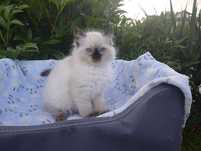 Kocurek  Ragdoll