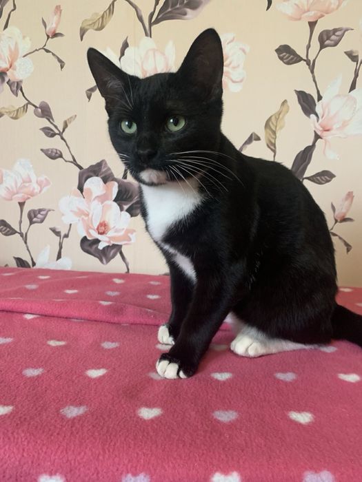 Котик хлопчик.