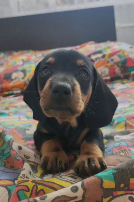 Солоденька такса – готова до знайомства