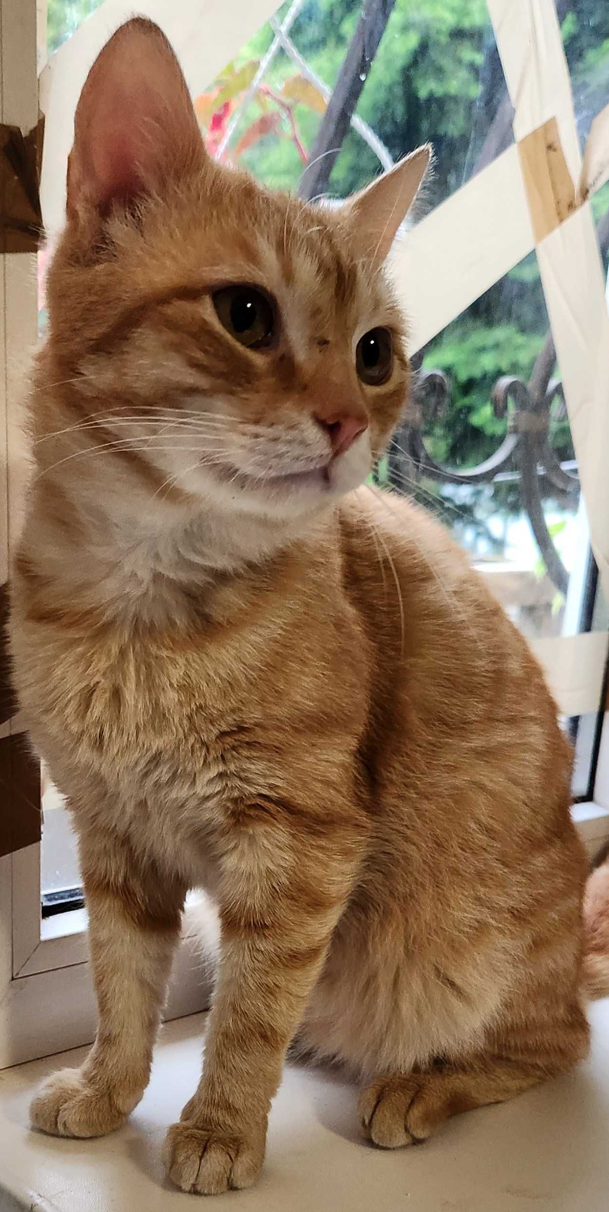 Кот, подросток, 8 месяцев