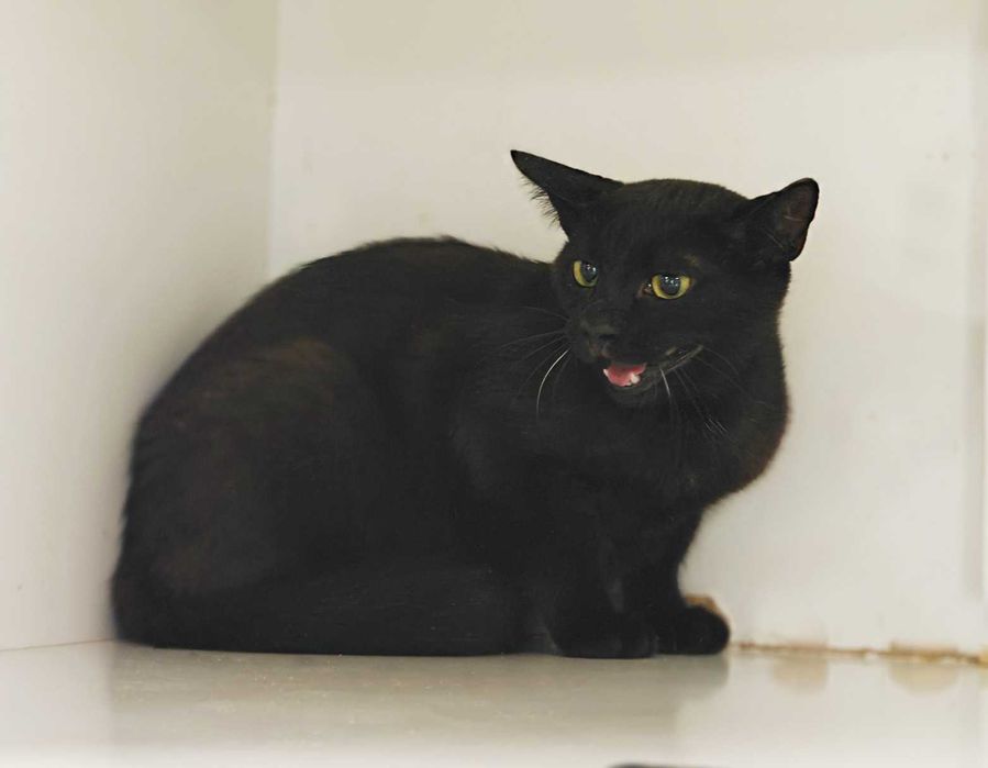 Попелюшка — сором’язлива і трепетна милашка (1 рік, кішка)