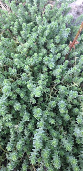 пропоную очитки та інші грунтопокривні рослини для камянистих садів