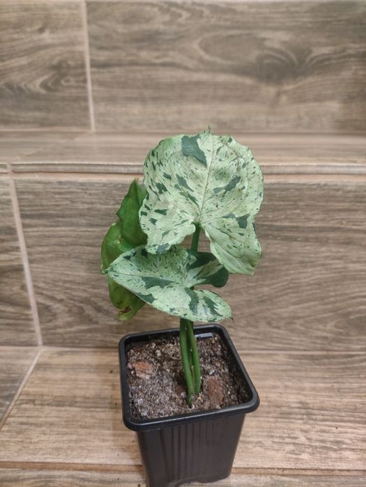 Syngonium green splash I mojito