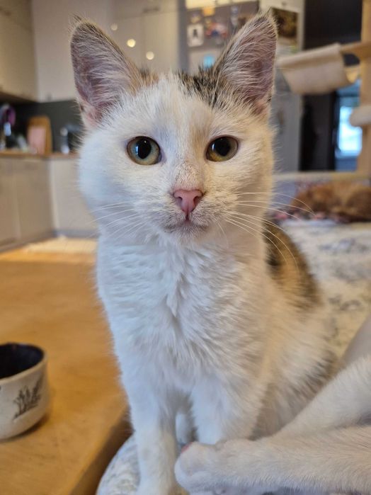 5 miesięczna trikolorka do adopcji