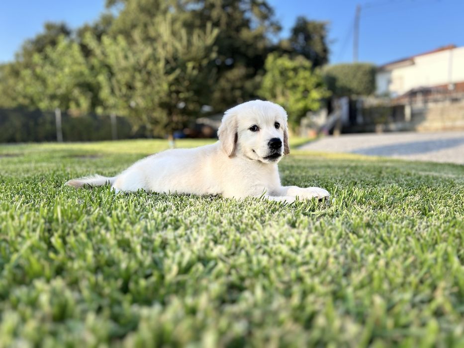Golden Retriever macho