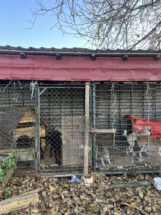 Стерилізовані дівчатка 8 місяців шукають родину!!!